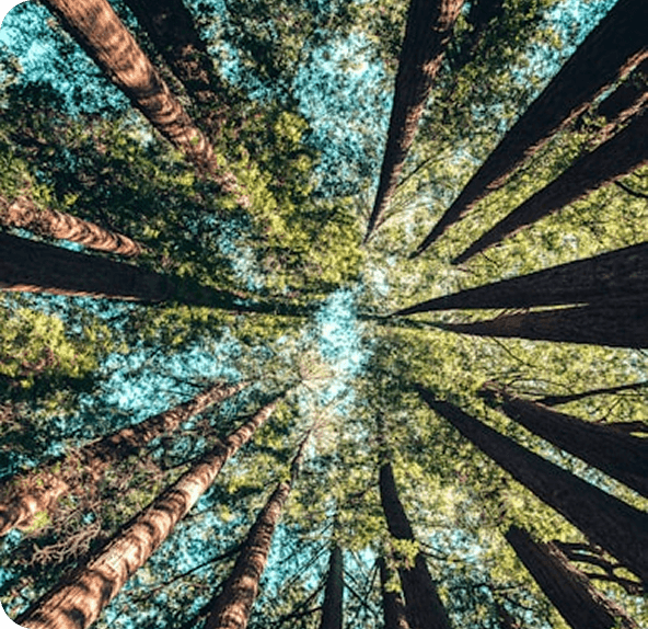 Laskow Holoenergetic®